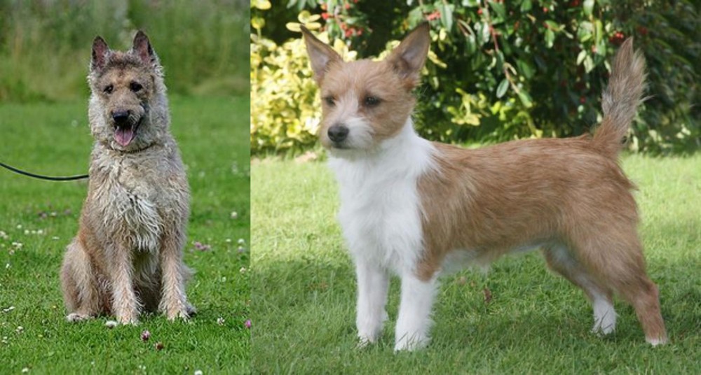 Portuguese Podengo vs Belgian Shepherd Dog (Laekenois) - Breed Comparison