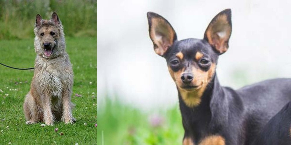 Prazsky Krysarik vs Belgian Shepherd Dog (Laekenois) - Breed Comparison