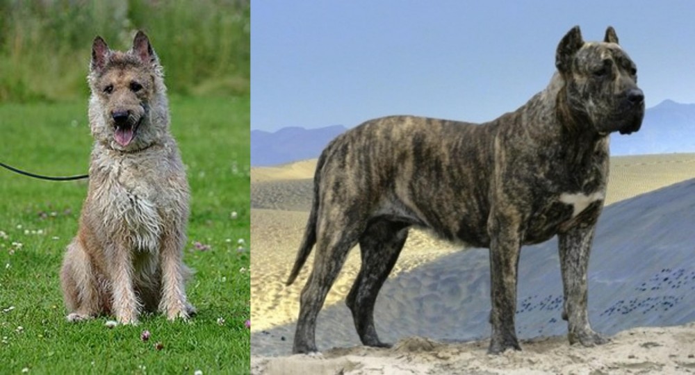 Presa Canario vs Belgian Shepherd Dog (Laekenois) - Breed Comparison