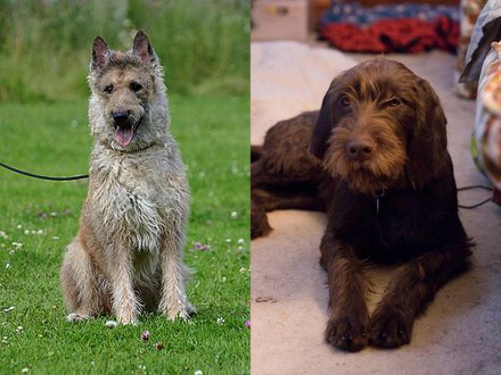 Pudelpointer vs Belgian Shepherd Dog (Laekenois) - Breed Comparison