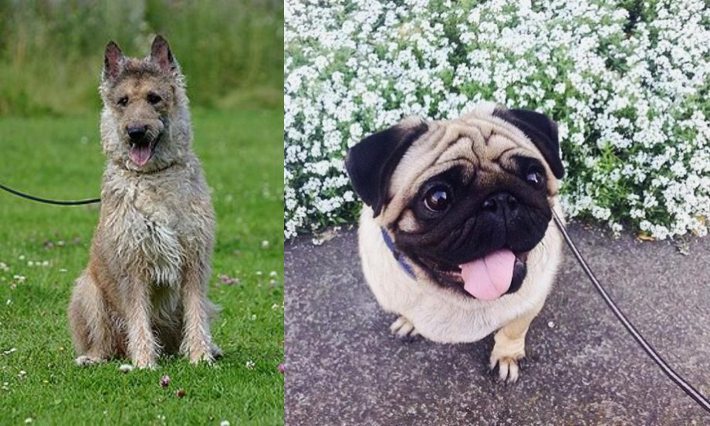 Pug vs Belgian Shepherd Dog (Laekenois) - Breed Comparison