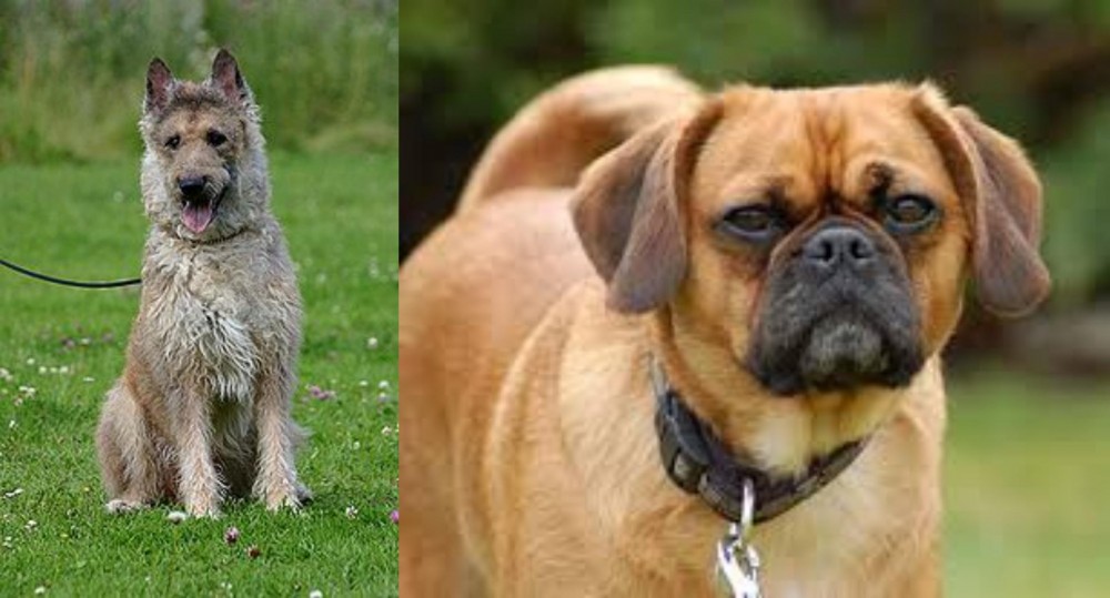 Pugalier vs Belgian Shepherd Dog (Laekenois) - Breed Comparison
