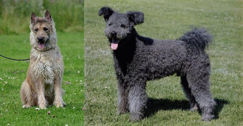Pumi vs Belgian Shepherd Dog (Laekenois) - Breed Comparison