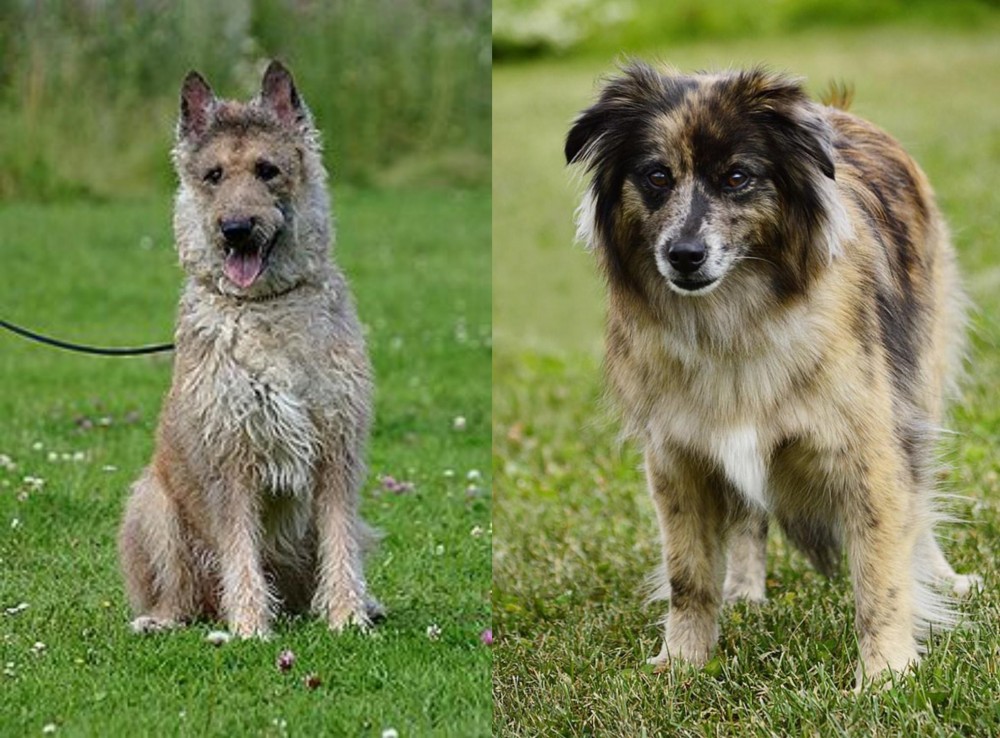 Pyrenean Shepherd vs Belgian Shepherd Dog (Laekenois) - Breed Comparison