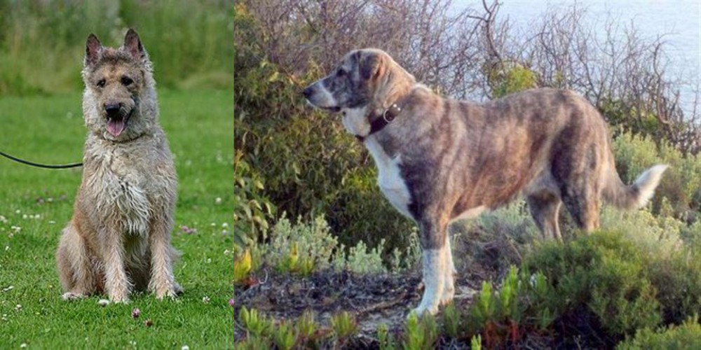 Rafeiro do Alentejo vs Belgian Shepherd Dog (Laekenois) - Breed Comparison