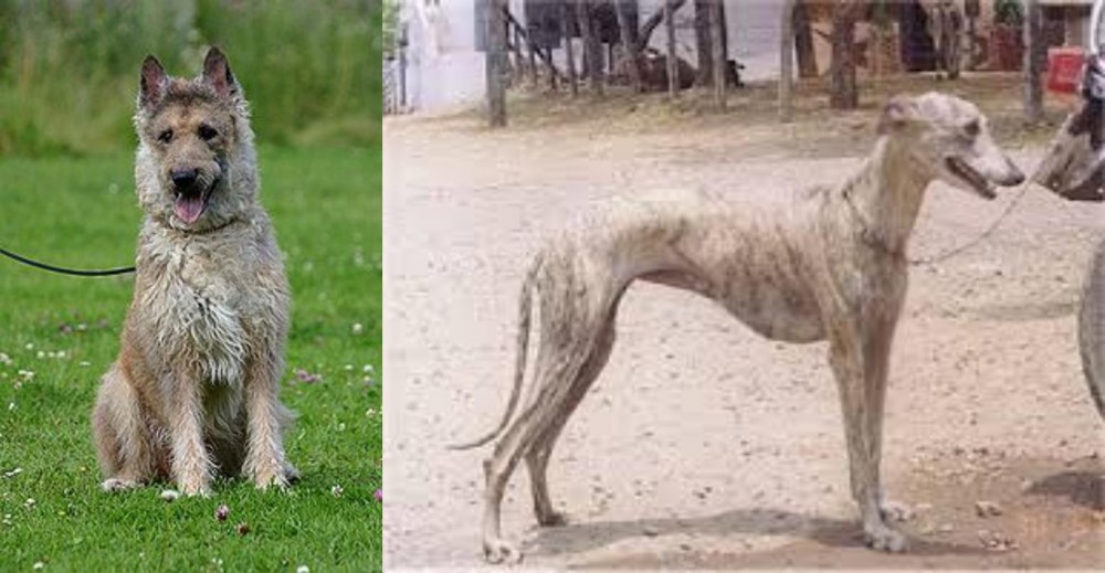Rampur Greyhound vs Belgian Shepherd Dog (Laekenois) - Breed Comparison