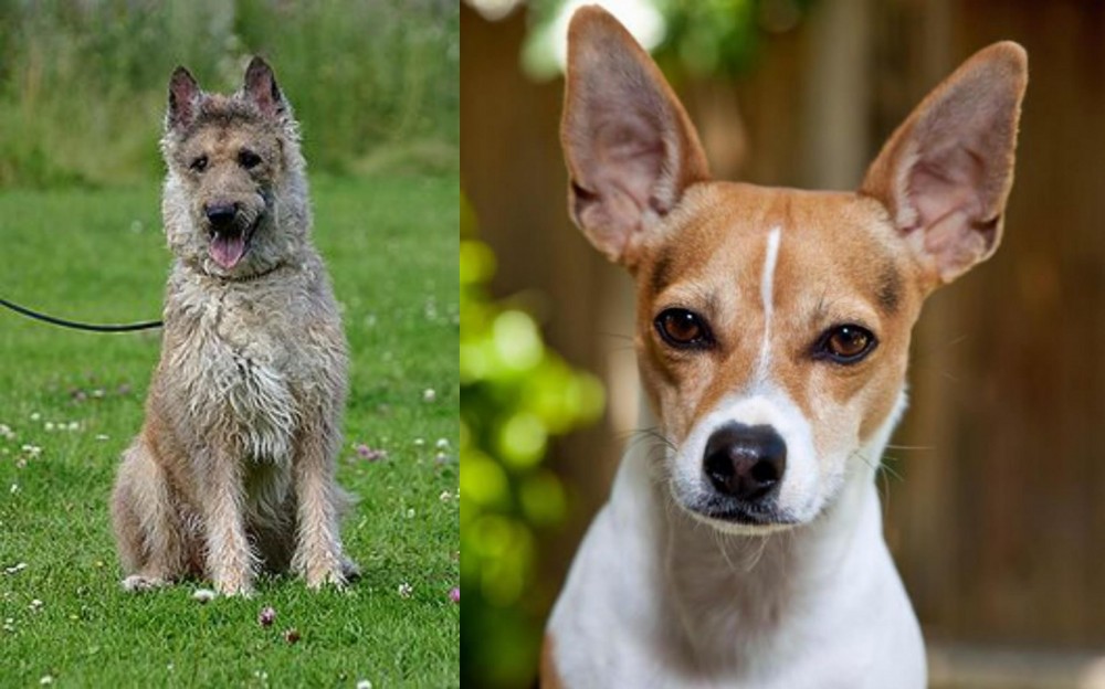 Rat Terrier vs Belgian Shepherd Dog (Laekenois) - Breed Comparison