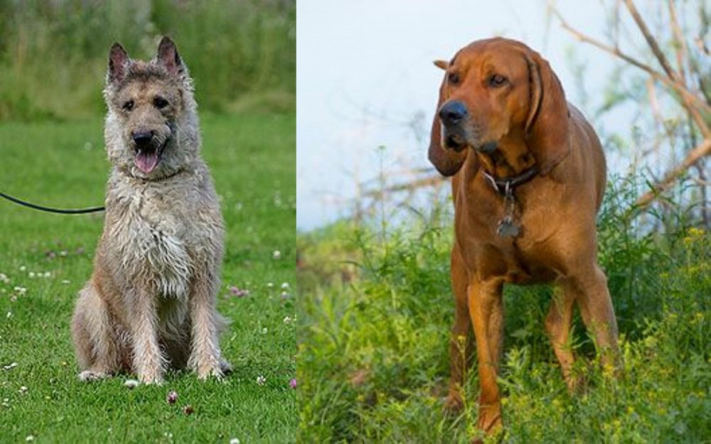 Redbone Coonhound vs Belgian Shepherd Dog (Laekenois) - Breed Comparison