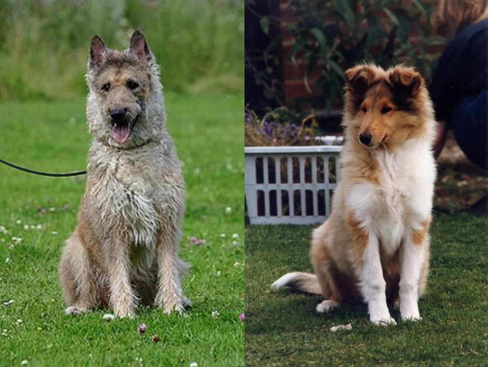 Rough Collie vs Belgian Shepherd Dog (Laekenois) - Breed Comparison