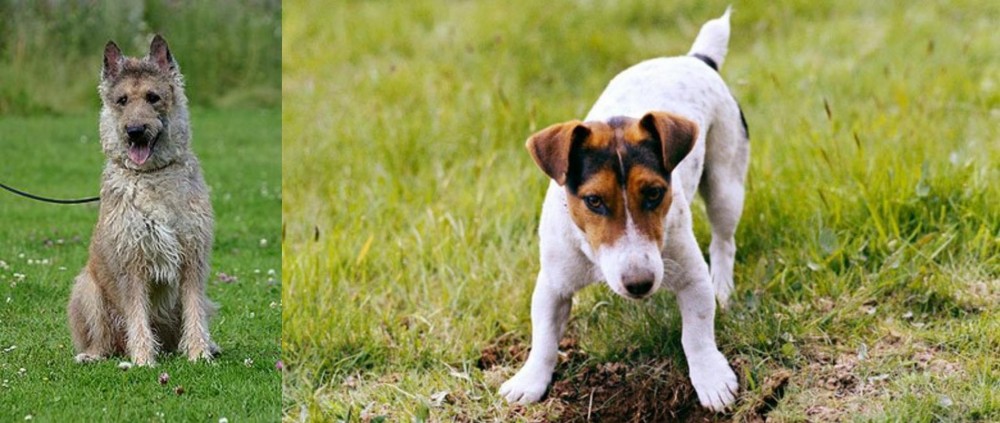 Russell Terrier vs Belgian Shepherd Dog (Laekenois) - Breed Comparison