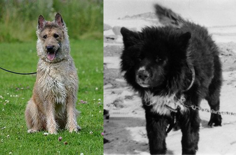 Sakhalin Husky vs Belgian Shepherd Dog (Laekenois) - Breed Comparison