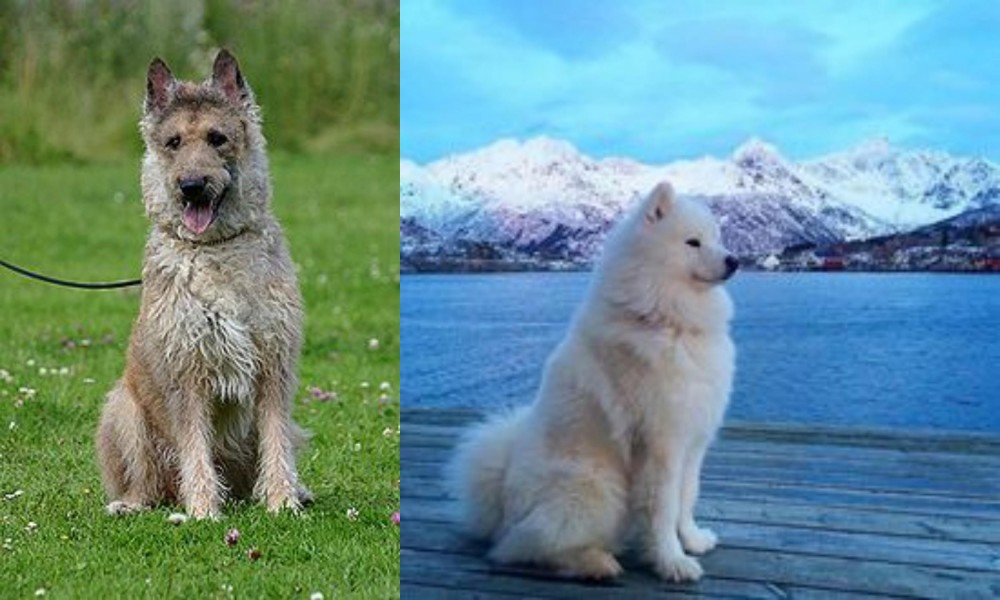 Samoyed vs Belgian Shepherd Dog (Laekenois) - Breed Comparison