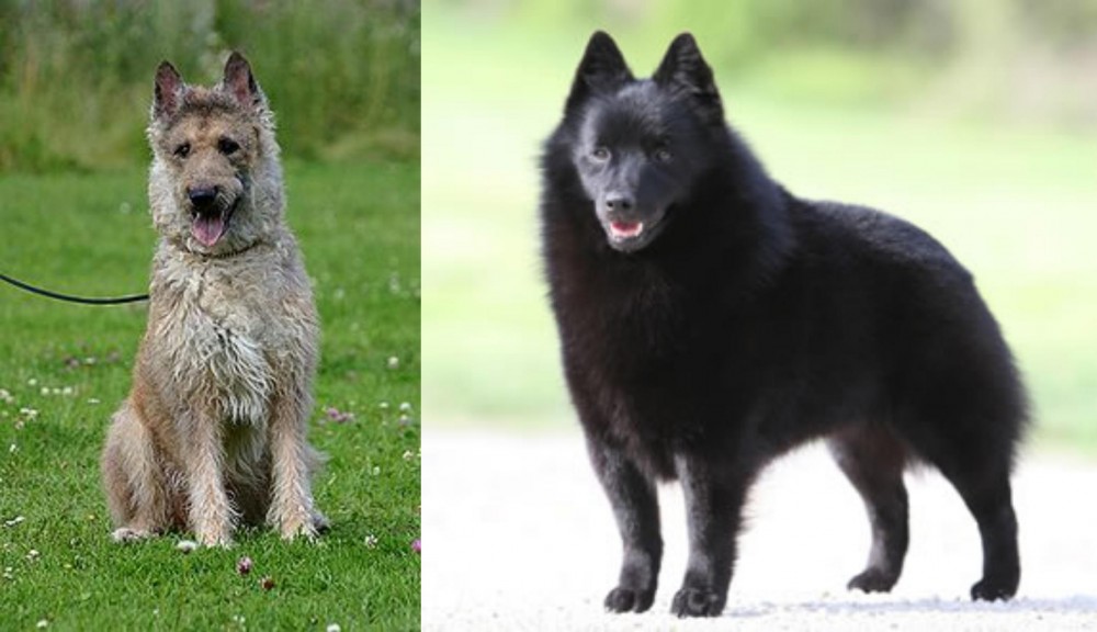 Schipperke vs Belgian Shepherd Dog (Laekenois) - Breed Comparison
