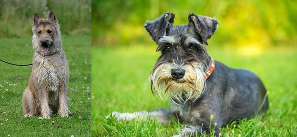 Schnauzer vs Belgian Shepherd Dog (Laekenois) - Breed Comparison