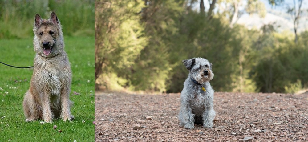 Schnoodle vs Belgian Shepherd Dog (Laekenois) - Breed Comparison