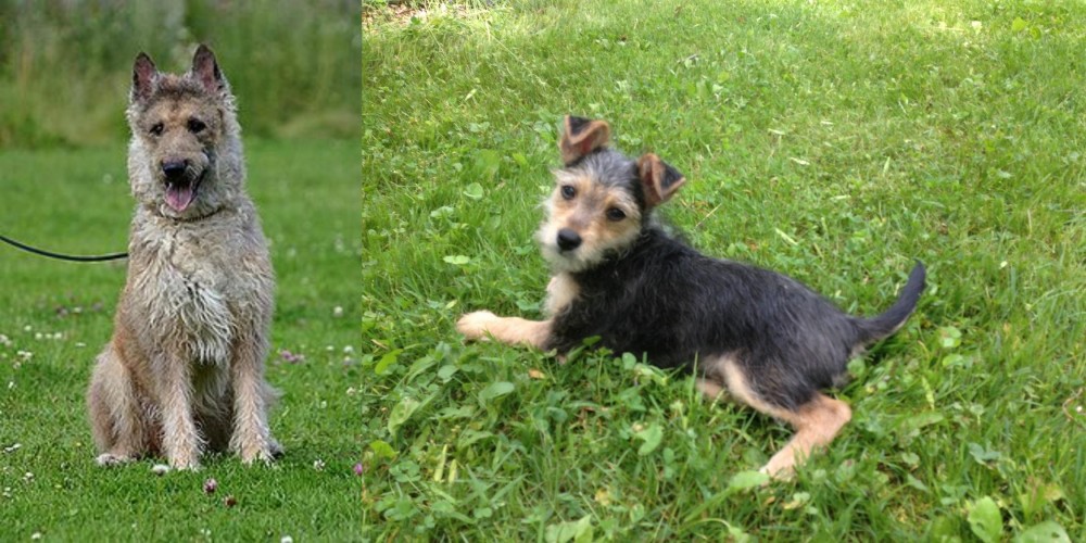 Schnorkie vs Belgian Shepherd Dog (Laekenois) - Breed Comparison