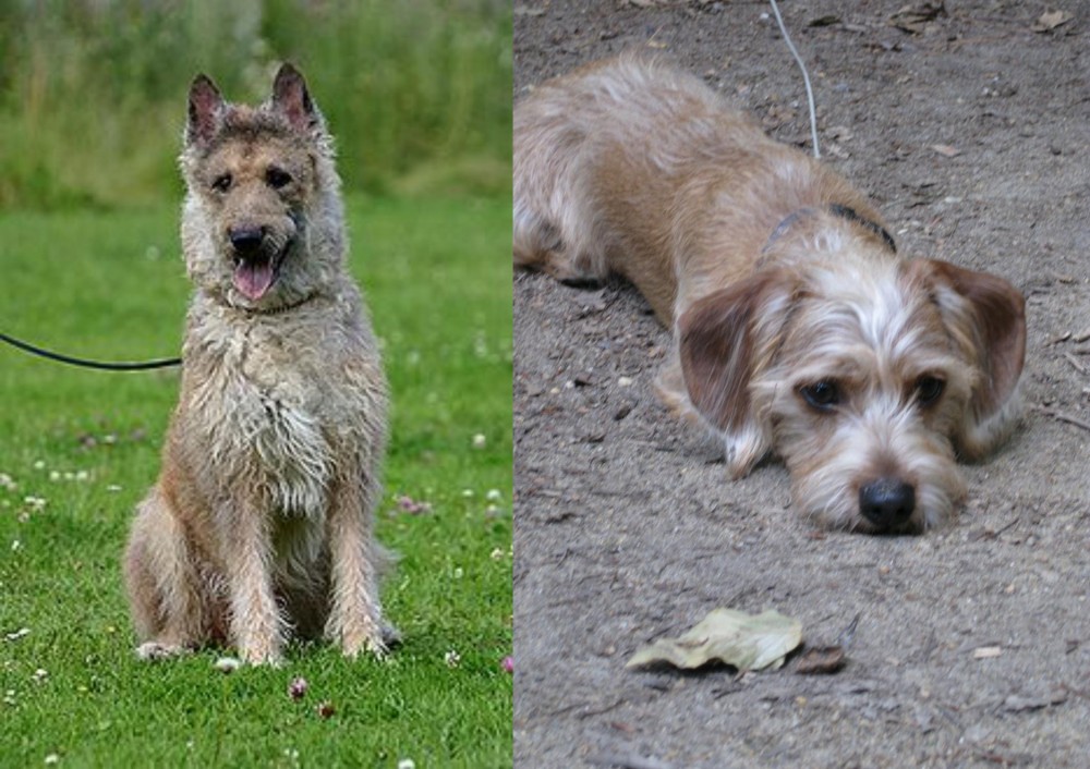 Schweenie vs Belgian Shepherd Dog (Laekenois) - Breed Comparison