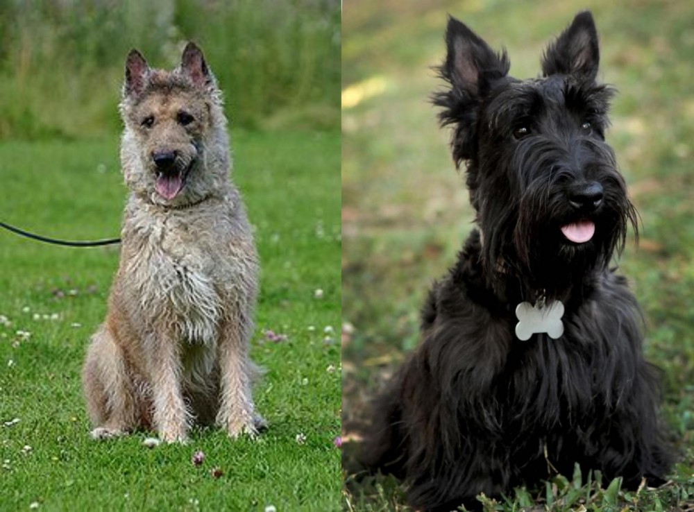 Scoland Terrier vs Belgian Shepherd Dog (Laekenois) - Breed Comparison