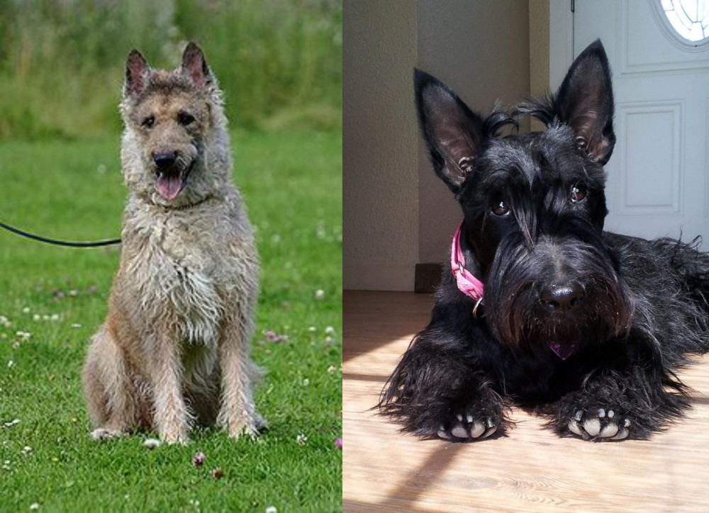 Scottish Terrier vs Belgian Shepherd Dog (Laekenois) - Breed Comparison