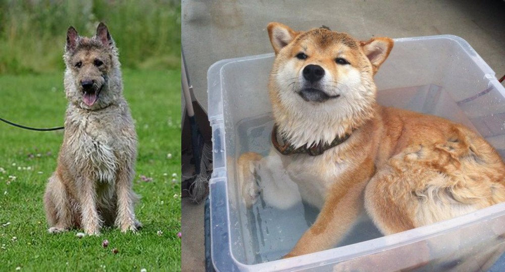 Shiba Inu vs Belgian Shepherd Dog (Laekenois) - Breed Comparison