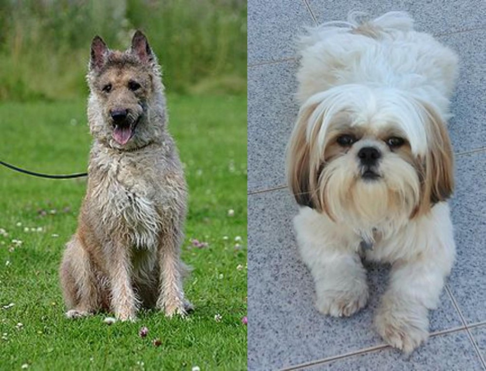 Shih Tzu vs Belgian Shepherd Dog (Laekenois) - Breed Comparison