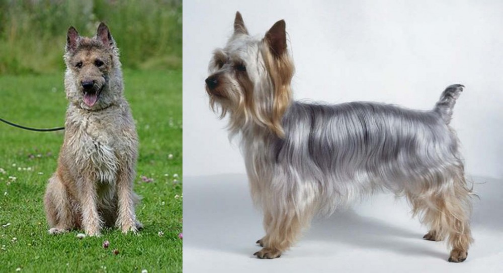 Silky Terrier vs Belgian Shepherd Dog (Laekenois) - Breed Comparison