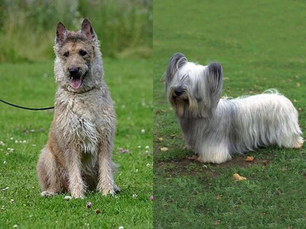 Skye Terrier vs Belgian Shepherd Dog (Laekenois) - Breed Comparison