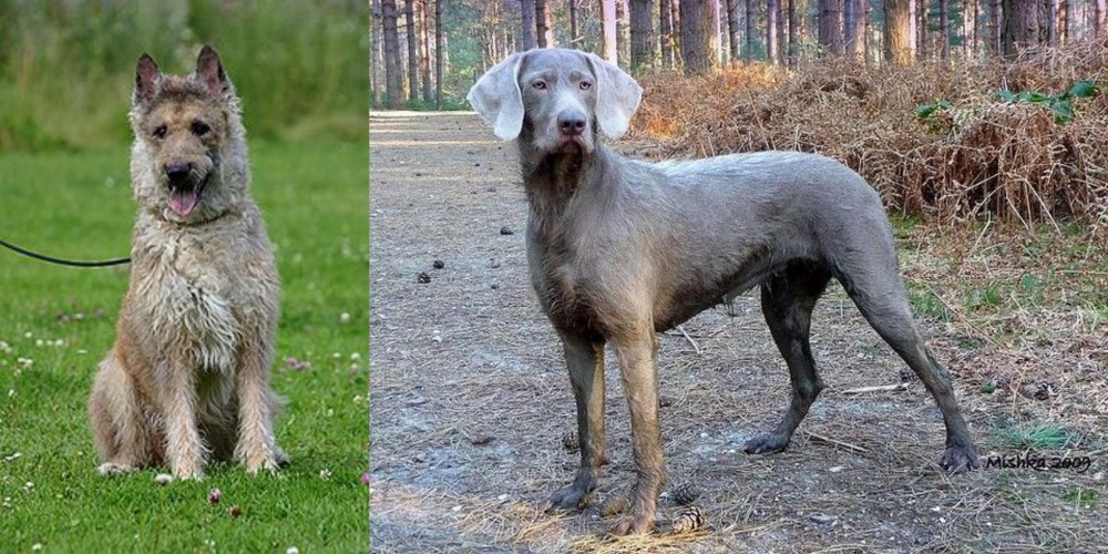 Slovensky Hrubosrsty Stavac vs Belgian Shepherd Dog (Laekenois) - Breed Comparison