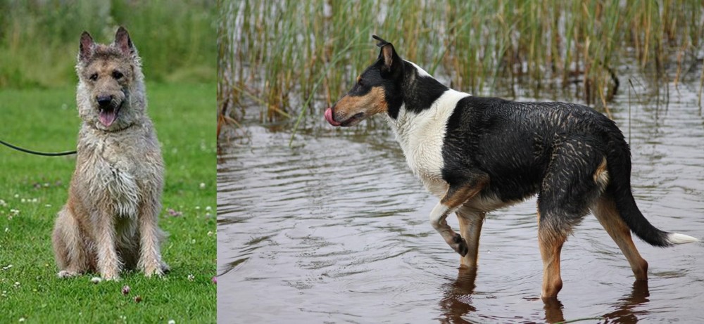 Smooth Collie vs Belgian Shepherd Dog (Laekenois) - Breed Comparison