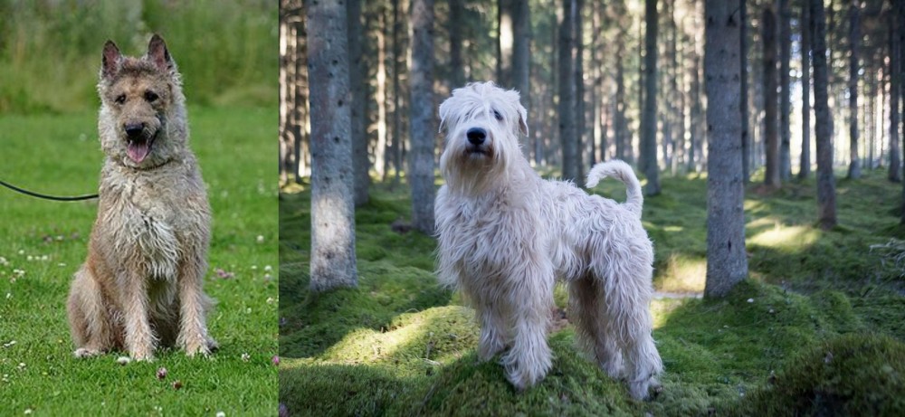 Soft-Coated Wheaten Terrier vs Belgian Shepherd Dog (Laekenois) - Breed Comparison