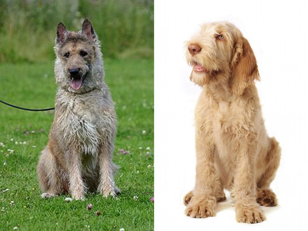 Spinone Italiano vs Belgian Shepherd Dog (Laekenois) - Breed Comparison