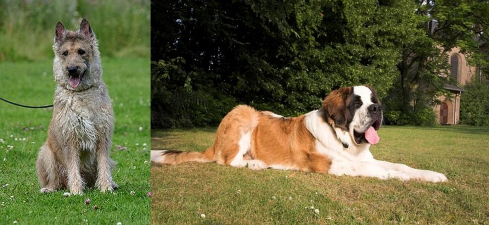 St. Bernard vs Belgian Shepherd Dog (Laekenois) - Breed Comparison
