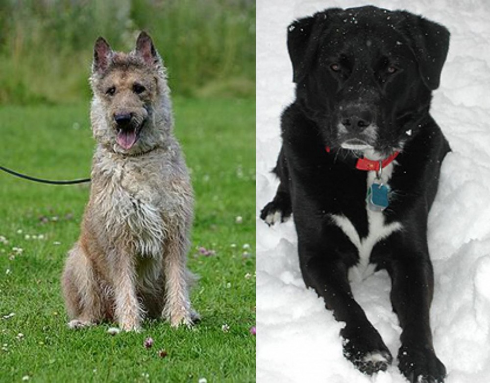 St. John's Water Dog vs Belgian Shepherd Dog (Laekenois) - Breed Comparison