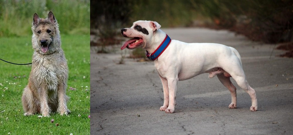 Staffordshire Bull Terrier vs Belgian Shepherd Dog (Laekenois) - Breed Comparison