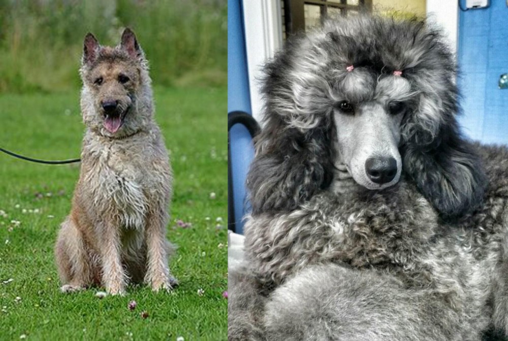 Standard Poodle vs Belgian Shepherd Dog (Laekenois) - Breed Comparison