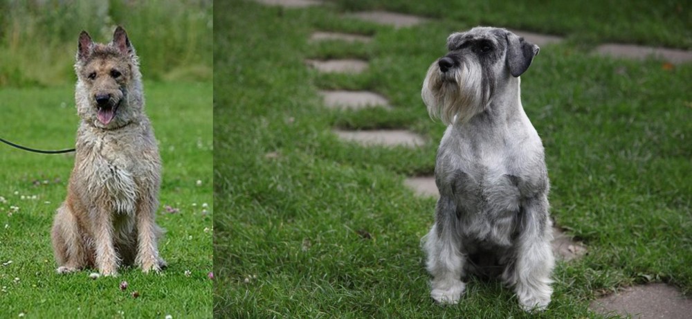 Standard Schnauzer vs Belgian Shepherd Dog (Laekenois) - Breed Comparison