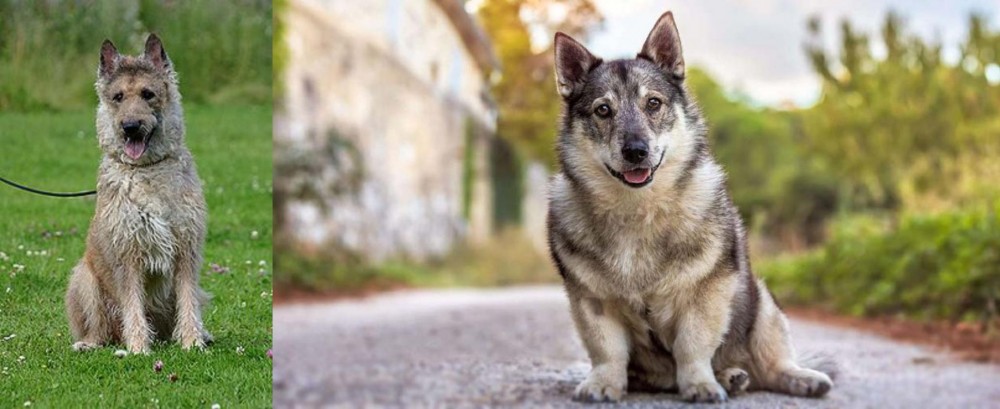 Swedish Vallhund vs Belgian Shepherd Dog (Laekenois) - Breed Comparison