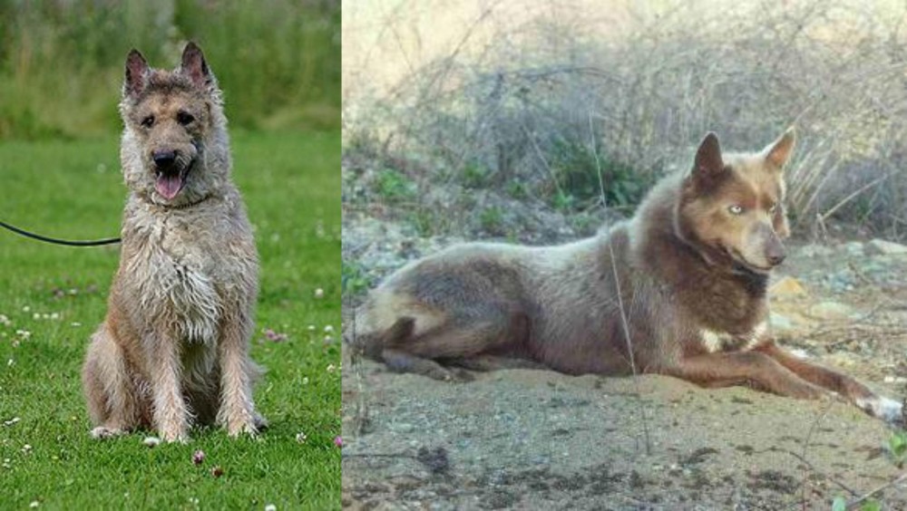 Tahltan Bear Dog vs Belgian Shepherd Dog (Laekenois) - Breed Comparison