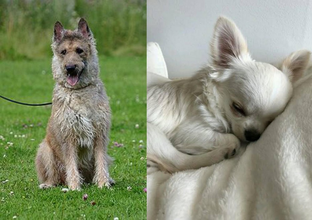 Tea Cup Chihuahua vs Belgian Shepherd Dog (Laekenois) - Breed Comparison