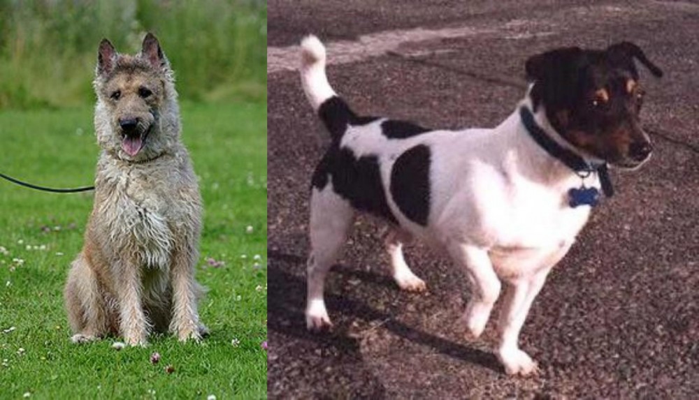 Teddy Roosevelt Terrier vs Belgian Shepherd Dog (Laekenois) - Breed Comparison