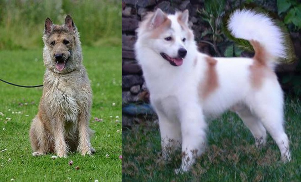 Thai Bangkaew vs Belgian Shepherd Dog (Laekenois) - Breed Comparison