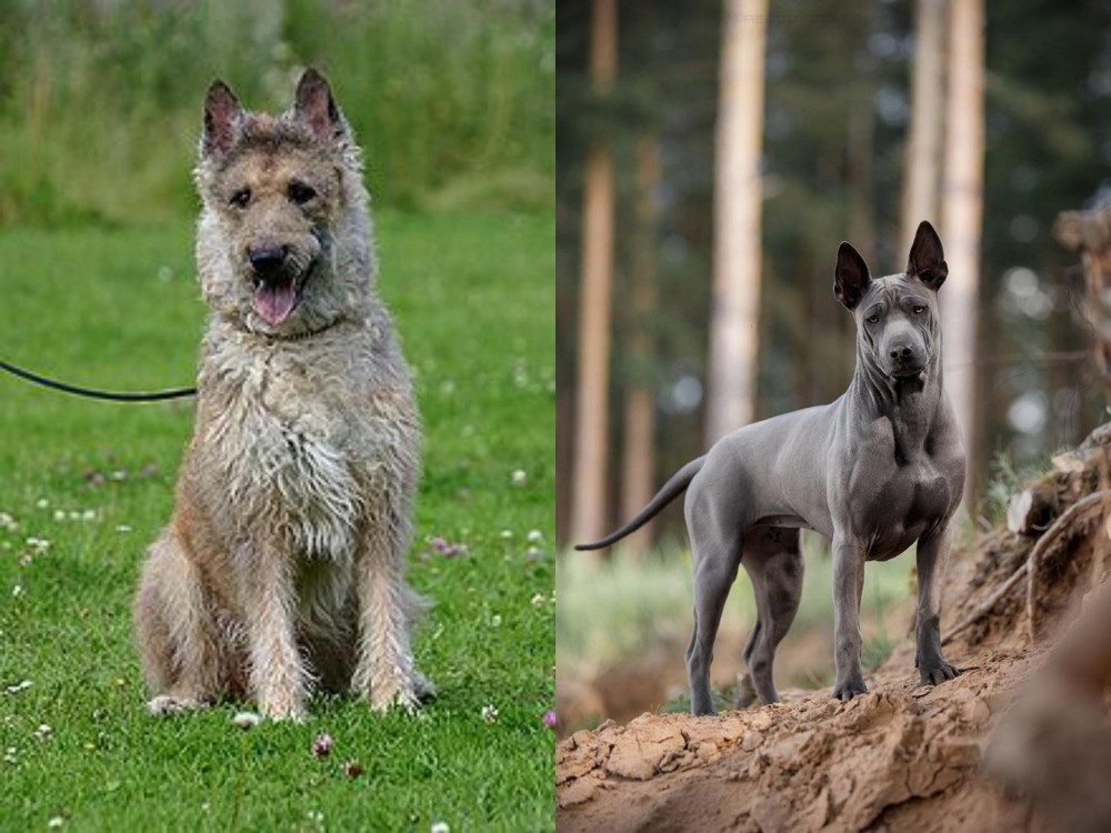 Thai Ridgeback vs Belgian Shepherd Dog (Laekenois) - Breed Comparison