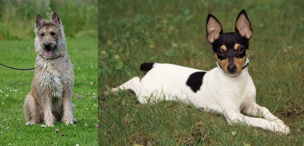 Toy Fox Terrier vs Belgian Shepherd Dog (Laekenois) - Breed Comparison