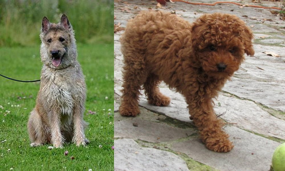 Toy Poodle vs Belgian Shepherd Dog (Laekenois) - Breed Comparison