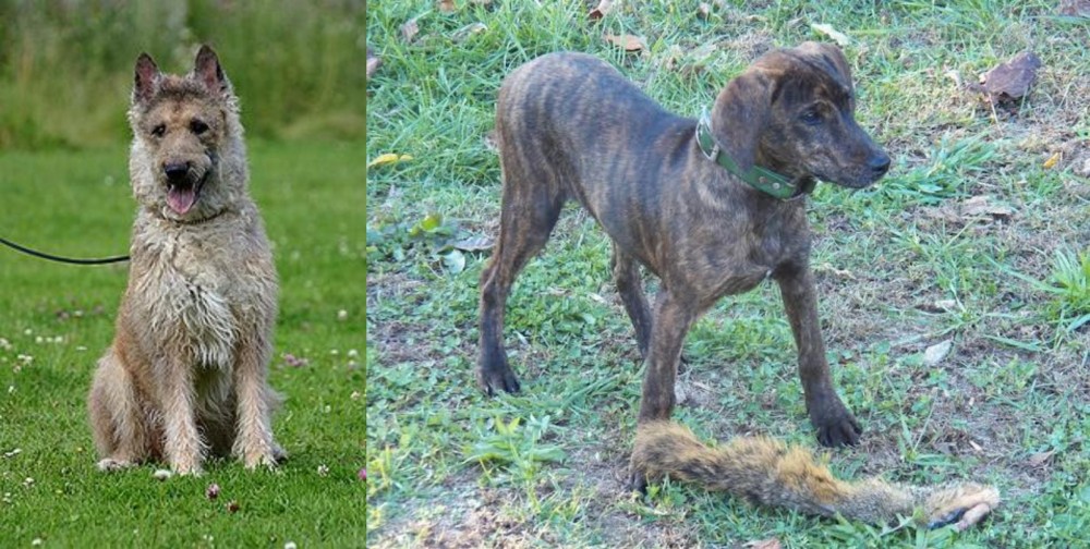 Treeing Cur vs Belgian Shepherd Dog (Laekenois) - Breed Comparison