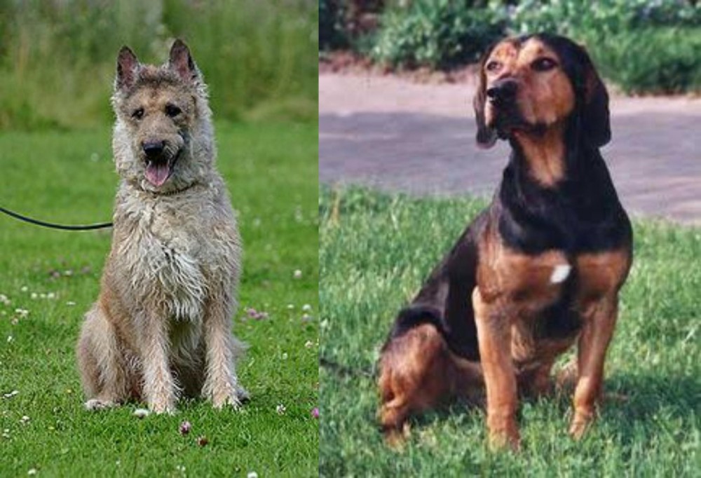 Tyrolean Hound vs Belgian Shepherd Dog (Laekenois) - Breed Comparison
