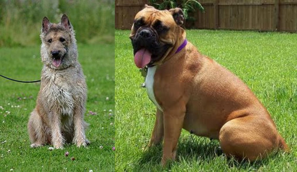 Valley Bulldog vs Belgian Shepherd Dog (Laekenois) - Breed Comparison