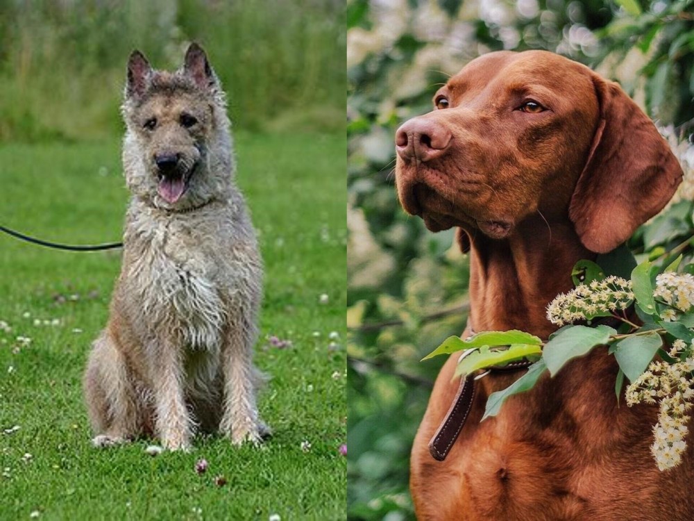 Vizsla vs Belgian Shepherd Dog (Laekenois) - Breed Comparison