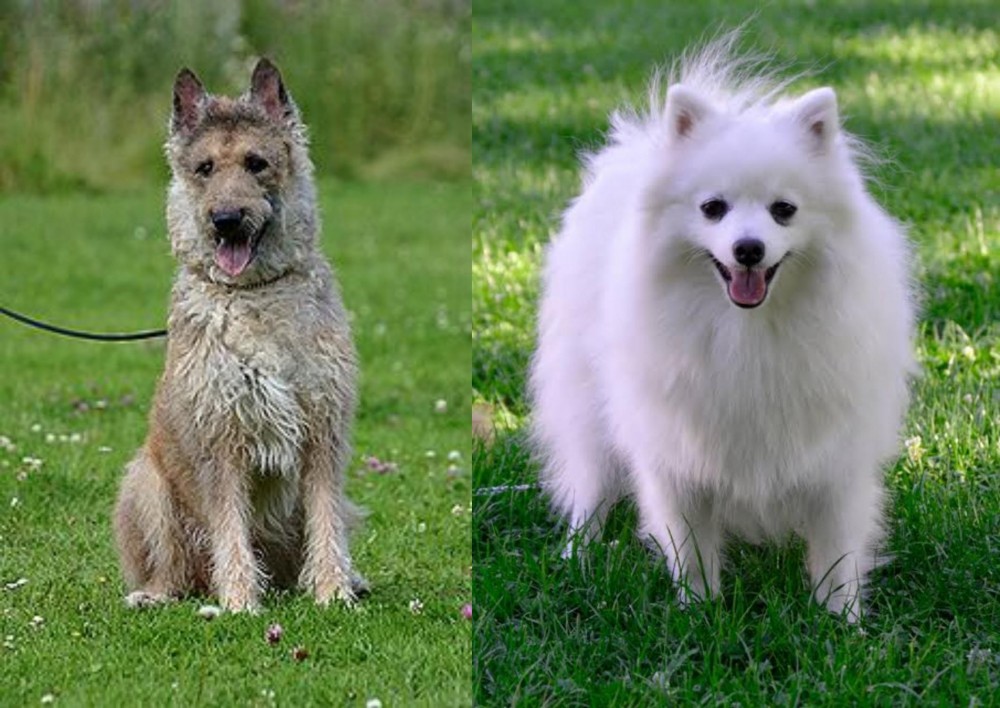 Volpino Italiano vs Belgian Shepherd Dog (Laekenois) - Breed Comparison
