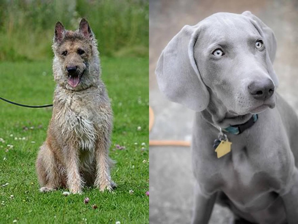 Weimaraner vs Belgian Shepherd Dog (Laekenois) - Breed Comparison